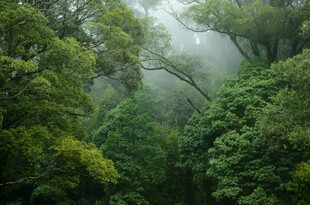 雾中葱郁山林美景