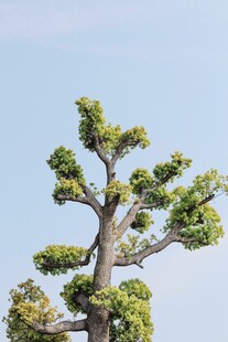 造型独特的盆景松树