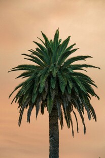 夕阳下的孤独棕榈树