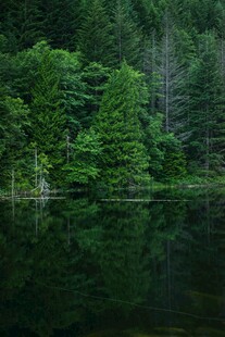 静谧森林中的平静湖水