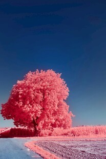 梦幻粉色树的独特景致