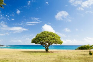 海边孤树蓝天美景