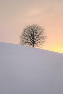 雪坡上的孤树与黄昏美景