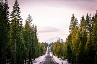 雪覆林间路