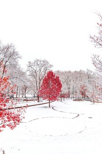 雪境中独树的艳丽景致