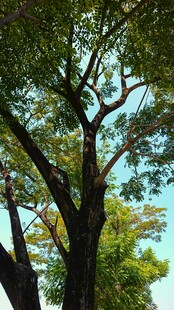 夏日繁茂大树绿意盎然