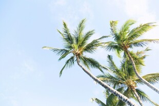 蓝天椰树 夏日清新景象