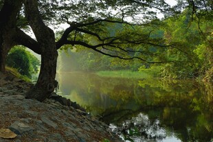湖畔老树映景