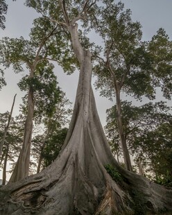 巨树挺拔