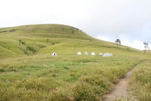 山间小径旁的绿色草地