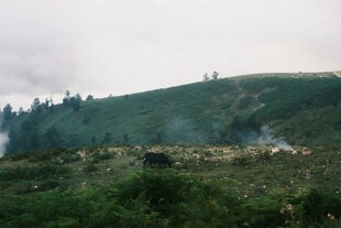 山坡上的朦胧景象