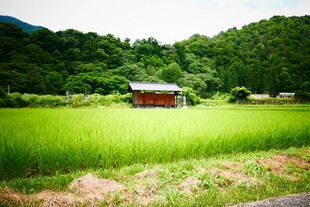 田园小屋旁的翠绿稻田