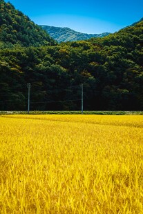 金黄稻田与青山相映成趣