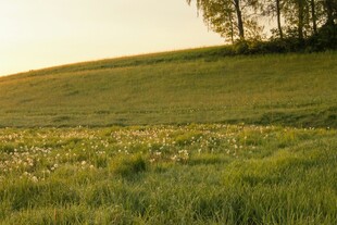 金色夕阳下的葱郁草地