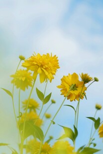 蓝天映衬下的灿烂小黄花