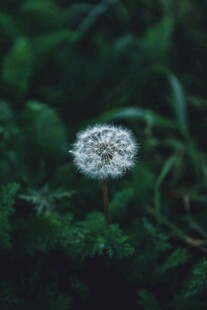 白色小花绽放于绿叶间