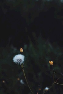 夜中绽放的蒲公英小花