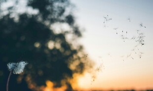 夕阳下飞舞的蒲公英