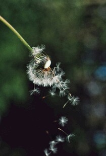 蒲公英种子轻盈飞舞瞬间