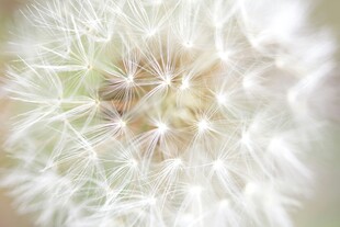 蒲公英