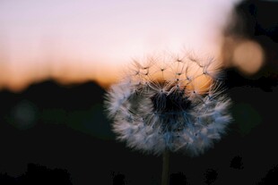 夕阳下的蒲公英