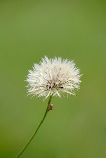 单株蒲公英绽放绿意中