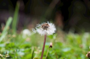 孤独蒲公英绽放于绿野