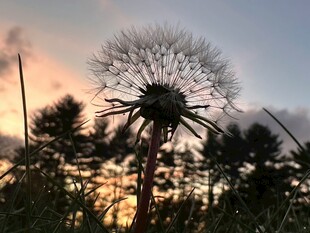 夕阳下的蒲公英美景