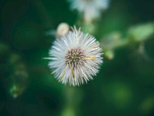 绽放的蒲公英