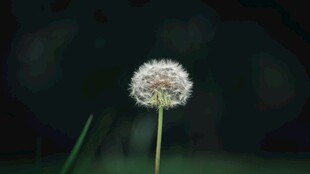 黑暗中独自绽放的蒲公英