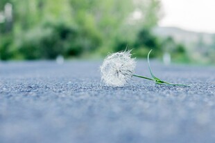孤独蒲公英静躺蓝色地面