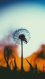 夕阳下的孤独蒲公英