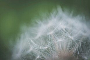 蒲公英种子特写