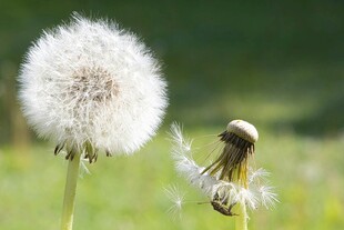 风中飘散的白色绒球