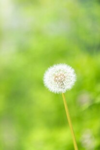 清新蒲公英绽于绿意间