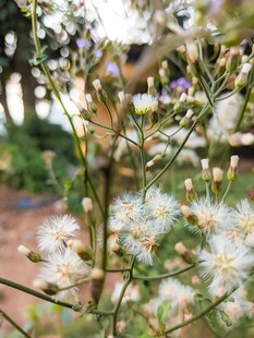 白色小花绽放于绿植间