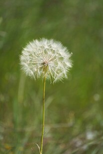 孤独蒲公英绽放于绿野