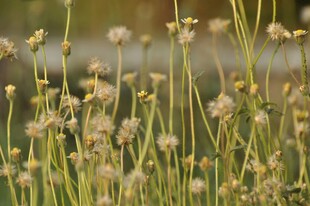 阳光下的蒲公英花茎