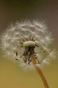 蒲公英特写