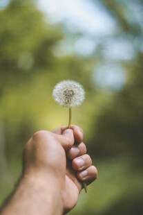 手托蒲公英 清新自然风