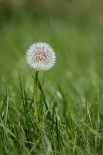 草地上的蒲公英