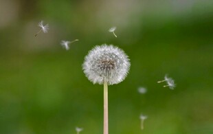 蒲公英种子轻盈飞舞瞬间