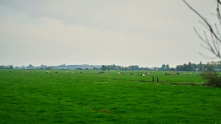 广袤绿野田园风光
