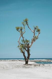 沙漠孤树蓝天美景