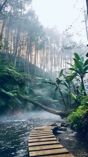 林间木栈道 静谧自然景