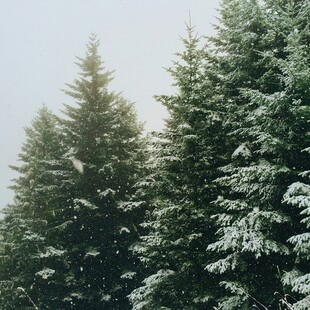 雪覆松树林景