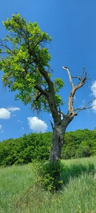 田野中独立的绿树