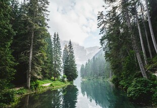 森林中的静谧清澈河流