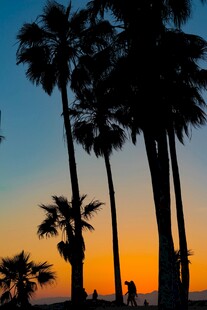 夕阳下的棕榈树剪影