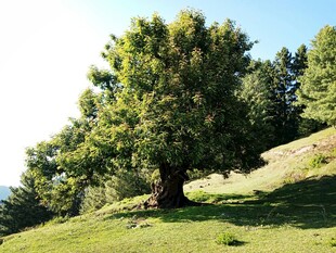 山坡上的茂盛大树